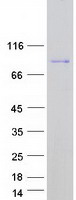 DMWD Protein - Purified recombinant protein DMWD was analyzed by SDS-PAGE gel and Coomassie Blue Staining