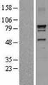 DNAI1 Protein - Western validation with an anti-DDK antibody * L: Control HEK293 lysate R: Over-expression lysate
