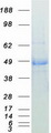 DNAJA1 / HDJ2 Protein - Purified recombinant protein DNAJA1 was analyzed by SDS-PAGE gel and Coomassie Blue Staining
