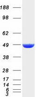 DNAJA2 Protein - Purified recombinant protein DNAJA2 was analyzed by SDS-PAGE gel and Coomassie Blue Staining