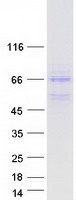 DNAJA3 / TID1 Protein - Purified recombinant protein DNAJA3 was analyzed by SDS-PAGE gel and Coomassie Blue Staining