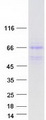 DNAJA3 / TID1 Protein - Purified recombinant protein DNAJA3 was analyzed by SDS-PAGE gel and Coomassie Blue Staining