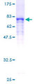 DNAJA4 Protein - 12.5% SDS-PAGE of human DNAJA4 stained with Coomassie Blue