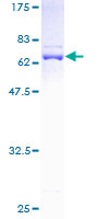 DNAJB1 / Hsp40 Protein - 12.5% SDS-PAGE of human DNAJB1 stained with Coomassie Blue