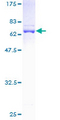 DNAJB1 / Hsp40 Protein - 12.5% SDS-PAGE of human DNAJB1 stained with Coomassie Blue