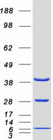 DNAJB1 / Hsp40 Protein - Purified recombinant protein DNAJB1 was analyzed by SDS-PAGE gel and Coomassie Blue Staining