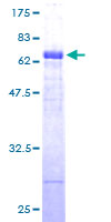 DNAJB11 Protein - 12.5% SDS-PAGE of human DNAJB11 stained with Coomassie Blue