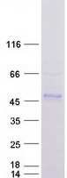DNAJB11 Protein - Purified recombinant protein DNAJB11 was analyzed by SDS-PAGE gel and Coomassie Blue Staining