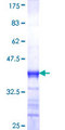 DNAJB12 Protein - 12.5% SDS-PAGE Stained with Coomassie Blue.