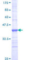DNAJB13 Protein - 12.5% SDS-PAGE Stained with Coomassie Blue.