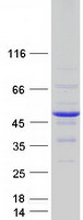DNAJB2 Protein - Purified recombinant protein DNAJB2 was analyzed by SDS-PAGE gel and Coomassie Blue Staining