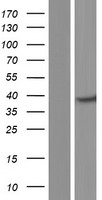 DNAJB4 Protein - Western validation with an anti-DDK antibody * L: Control HEK293 lysate R: Over-expression lysate