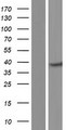DNAJB4 Protein - Western validation with an anti-DDK antibody * L: Control HEK293 lysate R: Over-expression lysate