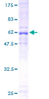 DNAJB4 Protein - 12.5% SDS-PAGE of human DNAJB4 stained with Coomassie Blue