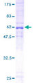 DNAJB4 Protein - 12.5% SDS-PAGE of human DNAJB4 stained with Coomassie Blue