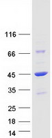 DNAJB4 Protein - Purified recombinant protein DNAJB4 was analyzed by SDS-PAGE gel and Coomassie Blue Staining