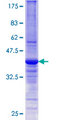 DNAJB6 Protein - 12.5% SDS-PAGE Stained with Coomassie Blue.