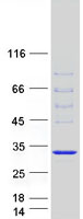 DNAJB6 Protein - Purified recombinant protein DNAJB6 was analyzed by SDS-PAGE gel and Coomassie Blue Staining