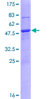 DNAJB8 Protein - 12.5% SDS-PAGE of human DNAJB8 stained with Coomassie Blue