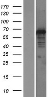 DNAJC1 Protein - Western validation with an anti-DDK antibody * L: Control HEK293 lysate R: Over-expression lysate