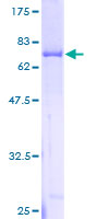 DNAJC1 Protein - 12.5% SDS-PAGE of human DNAJC1 stained with Coomassie Blue