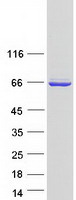 DNAJC1 Protein - Purified recombinant protein DNAJC1 was analyzed by SDS-PAGE gel and Coomassie Blue Staining