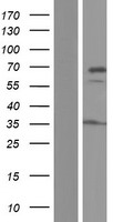 DNAJC11 Protein - Western validation with an anti-DDK antibody * L: Control HEK293 lysate R: Over-expression lysate