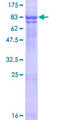 DNAJC11 Protein - 12.5% SDS-PAGE of human DNAJC11 stained with Coomassie Blue
