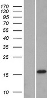 DNAJC12 Protein - Western validation with an anti-DDK antibody * L: Control HEK293 lysate R: Over-expression lysate