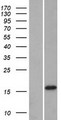 DNAJC12 Protein - Western validation with an anti-DDK antibody * L: Control HEK293 lysate R: Over-expression lysate