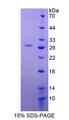 DNAJC12 Protein - Recombinant DnaJ/HSP40 Homolog Subfamily C, Member 12 By SDS-PAGE