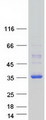 DNAJC12 Protein - Purified recombinant protein DNAJC12 was analyzed by SDS-PAGE gel and Coomassie Blue Staining