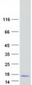 DNAJC12 Protein - Purified recombinant protein DNAJC12 was analyzed by SDS-PAGE gel and Coomassie Blue Staining