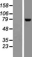 DNAJC14 Protein - Western validation with an anti-DDK antibody * L: Control HEK293 lysate R: Over-expression lysate