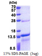 DNAJC15 Protein