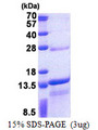 DNAJC15 Protein