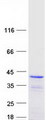 DNAJC17 Protein - Purified recombinant protein DNAJC17 was analyzed by SDS-PAGE gel and Coomassie Blue Staining