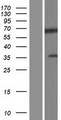 DNAJC2 / ZRF1 Protein - Western validation with an anti-DDK antibody * L: Control HEK293 lysate R: Over-expression lysate