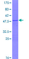 DNAJC2 / ZRF1 Protein - 12.5% SDS-PAGE of human ZRF1 stained with Coomassie Blue