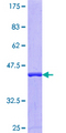 DNAJC2 / ZRF1 Protein - 12.5% SDS-PAGE Stained with Coomassie Blue.