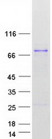 DNAJC2 / ZRF1 Protein - Purified recombinant protein DNAJC2 was analyzed by SDS-PAGE gel and Coomassie Blue Staining