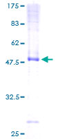 DNAJC3 / p58IPK Protein - 12.5% SDS-PAGE of human DNAJC3 stained with Coomassie Blue