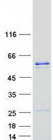 DNAJC3 / p58IPK Protein - Purified recombinant protein DNAJC3 was analyzed by SDS-PAGE gel and Coomassie Blue Staining