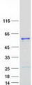 DNAJC3 / p58IPK Protein - Purified recombinant protein DNAJC3 was analyzed by SDS-PAGE gel and Coomassie Blue Staining