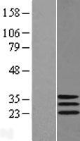 DNAJC30 Protein - Western validation with an anti-DDK antibody * L: Control HEK293 lysate R: Over-expression lysate