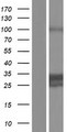 DNAJC4 Protein - Western validation with an anti-DDK antibody * L: Control HEK293 lysate R: Over-expression lysate