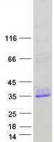 DNAJC5 / CSP Protein - Purified recombinant protein DNAJC5 was analyzed by SDS-PAGE gel and Coomassie Blue Staining