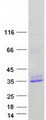 DNAJC5 / CSP Protein - Purified recombinant protein DNAJC5 was analyzed by SDS-PAGE gel and Coomassie Blue Staining