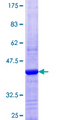 DNAJC6 Protein - 12.5% SDS-PAGE Stained with Coomassie Blue.