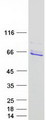 DNAJC7 Protein - Purified recombinant protein DNAJC7 was analyzed by SDS-PAGE gel and Coomassie Blue Staining